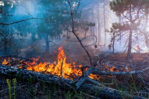 cara mengatasi kebakaran hutan
