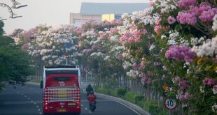 penanaman pohon tabebuya di jalan